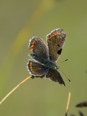 Aricia agestis