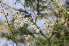 Senegalia bonariensis