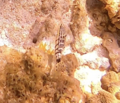 Serranus tigrinus