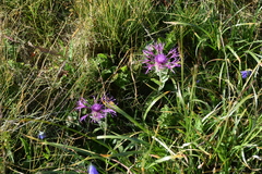 Centaurea nervosa