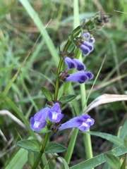 Scutellaria barbata