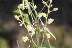 Ariconias glaphyra