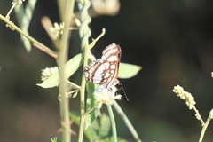Ariconias glaphyra