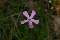 Silene caroliniana