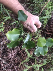 Cheirodendron platyphyllum