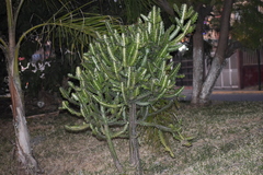 Euphorbia lactea
