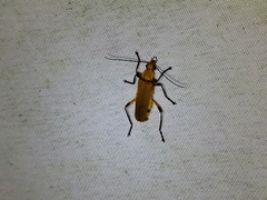 Chauliognathus cinguliventris