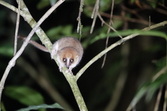 Microcebus lehilahytsara
