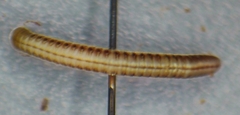 Brachyiulus