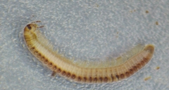 Brachyiulus