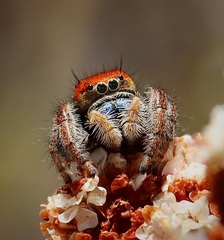 Phidippus nikites