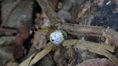 Aoaraneus pentagrammicus