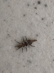 Chrysoperla rufilabris