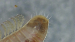 Brachyiulus