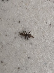 Chrysoperla rufilabris