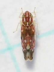 Erythroneura reflecta
