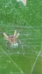 Aoaraneus pentagrammicus