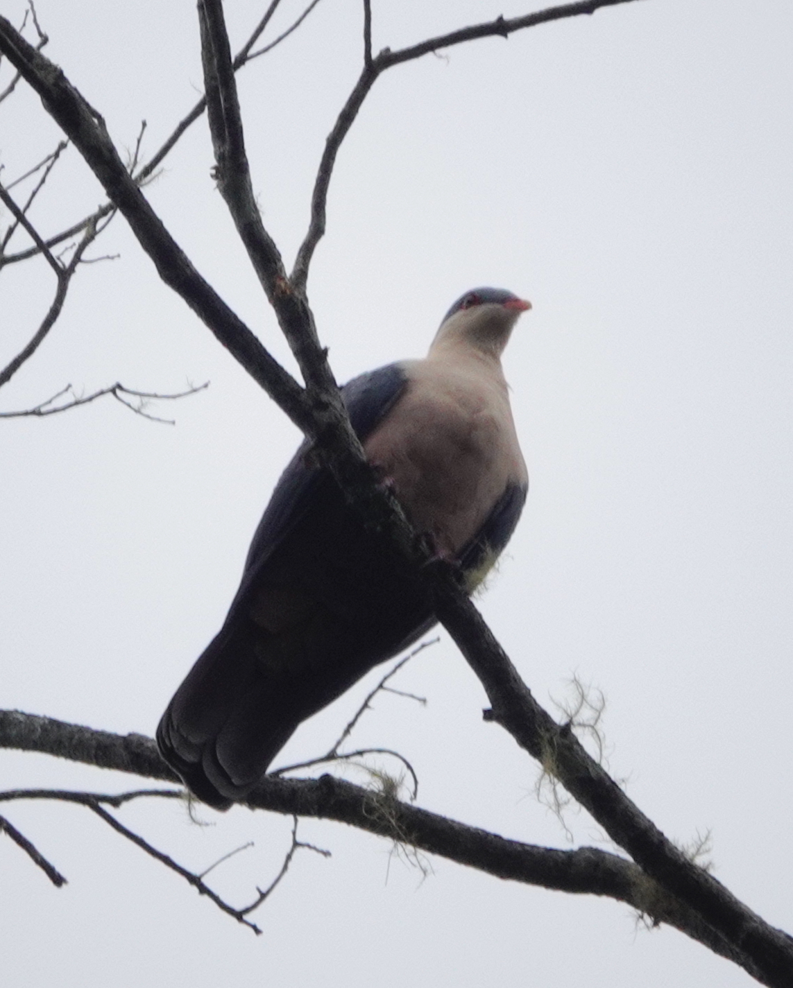 Buru Mountain Pigeon (Gymnophaps mada), photo 2