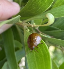 Dicranosterna semipunctata