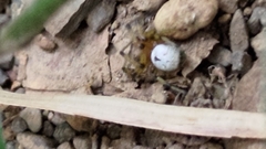 Aoaraneus pentagrammicus