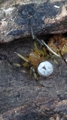 Aoaraneus pentagrammicus