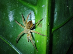 Cupiennius coccineus