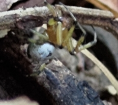 Aoaraneus pentagrammicus