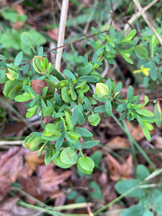 Hypericum hypericoides