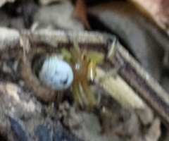 Aoaraneus pentagrammicus