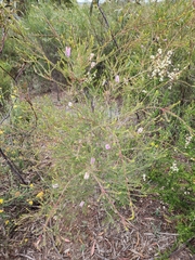 Melaleuca decussata