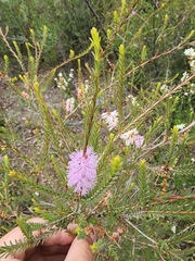 Melaleuca decussata