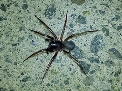 Corinninae