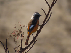 Phoenicurus auroreus