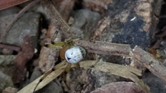 Aoaraneus pentagrammicus