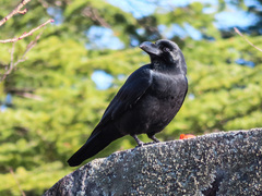 Corvus macrorhynchos