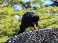 Corvus macrorhynchos