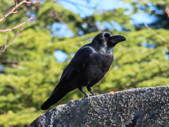 Corvus macrorhynchos