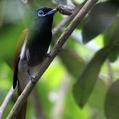 Terpsiphone viridis granti