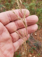 Aristida lanosa