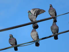 Columba livia domestica