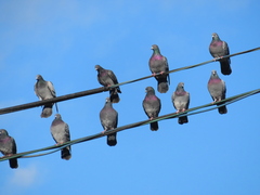 Columba livia domestica