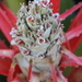 Bromelia balansae - Photo (c) Romi Galeota Lencina, some rights reserved (CC BY), uploaded by Romi Galeota Lencina