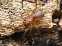 Ariadna