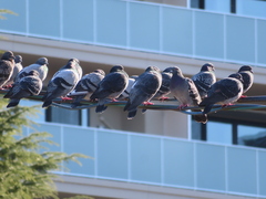 Columba livia domestica