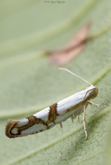 Argyresthia oreasella