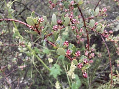 Ceanothus cuneatus