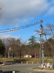 Columba livia domestica