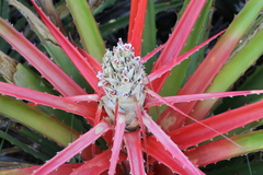 Bromelia balansae
