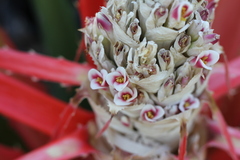 Bromelia balansae