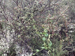 Ceanothus cuneatus